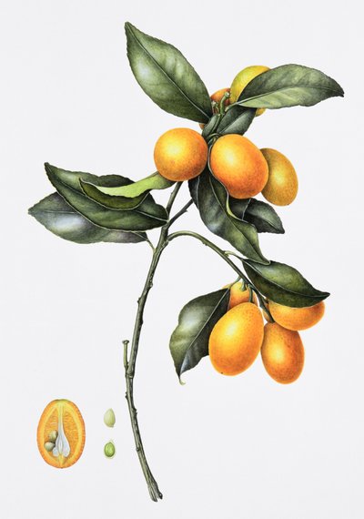 Kumquat, 1996 da Margaret Ann Eden